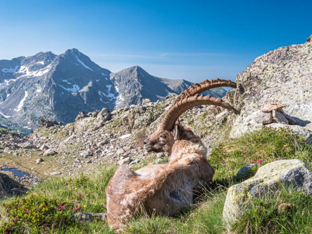 Bouquetin Agneliere Crt Cote D Azur France Lionellecourtier1.jpg 1200px