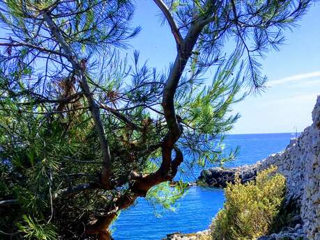 Sentier du littoral au cap d'Antibes (Tirepoil)