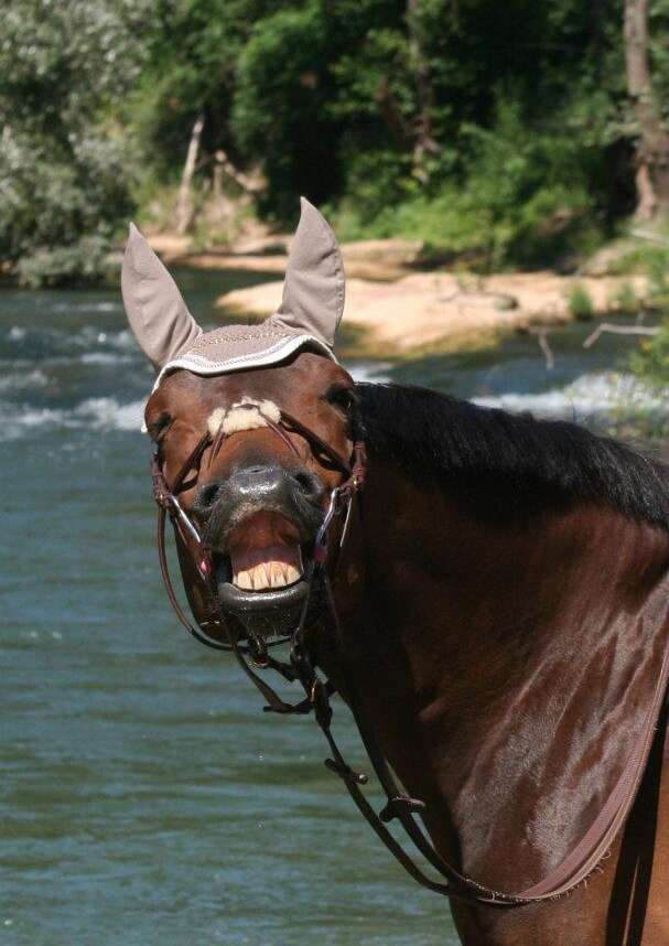 Balade à cheval: Les écuries de St Denis