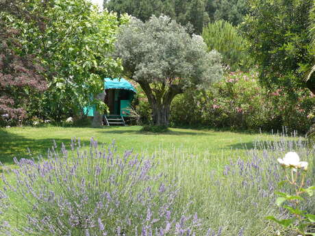 Caravan - L'Amandari