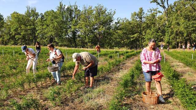 Visite de la passion - cueillette de JASMIN- Chemins parfumés UNESCO
