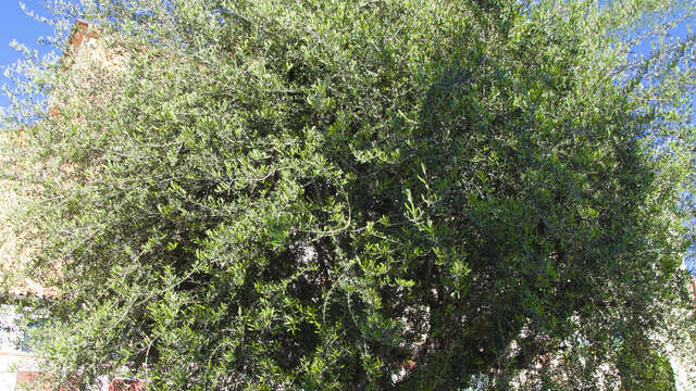 Remarkable trees : Olea Europaea - Common Olive Tree