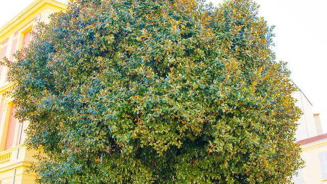 Remarkable trees : Ficus Rubignosa - Ficus Rouillé