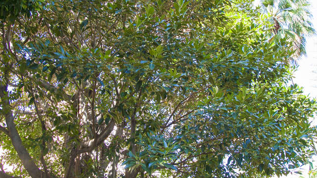 Remarkable trees : Ficus macrophylla - Moreton Bay fig tree