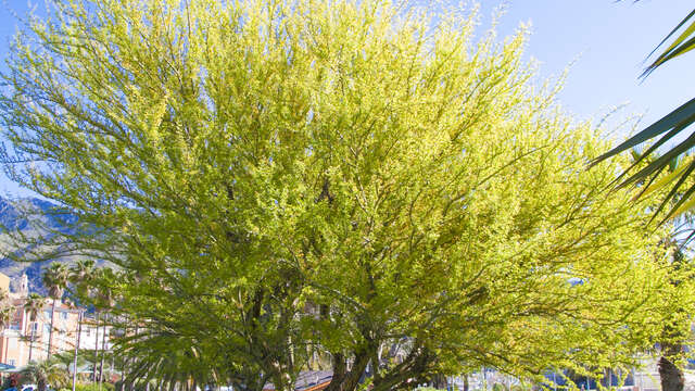 Remarkable trees : Geoffroea Decorticans - Chanar