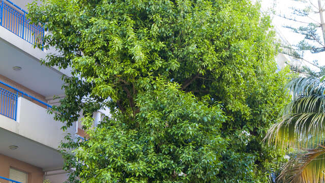 Remarkable trees : Olmediella Betschleriana - Guatemalan holly